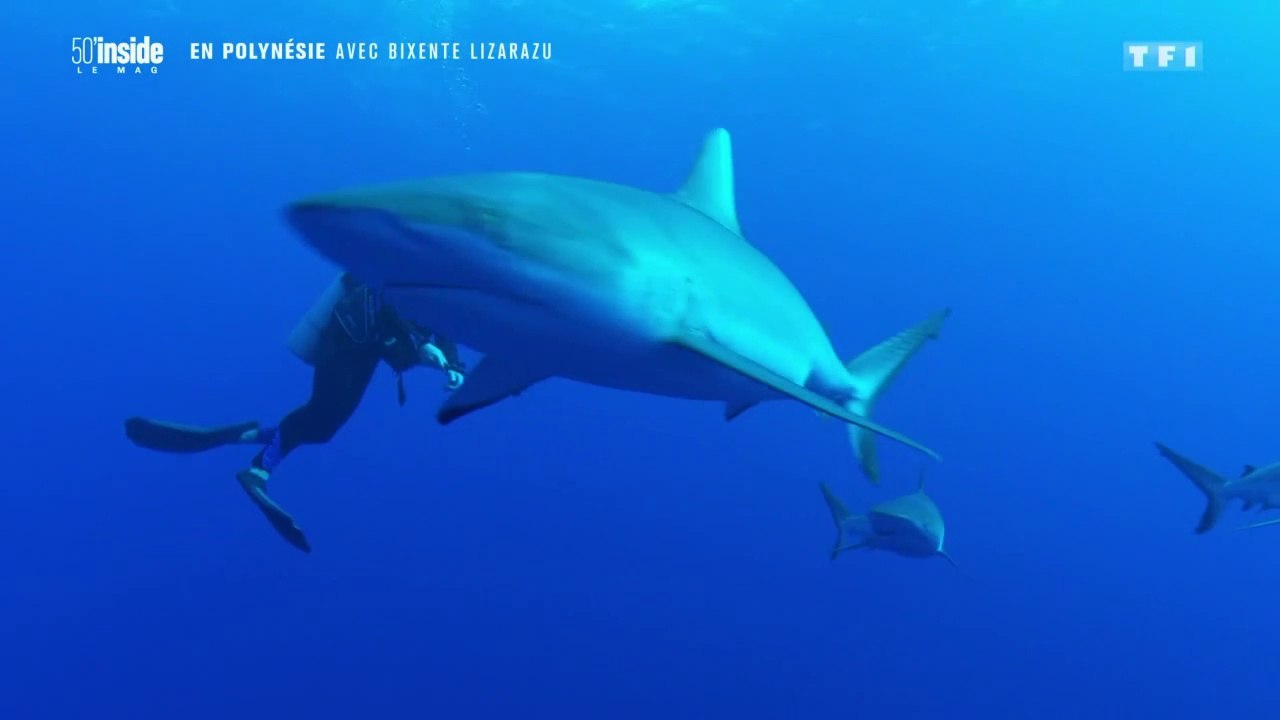 POLYNÉSIE FRANÇAISE : Bixente LIZARAZU plonge parmi les requins - 7/11/2020