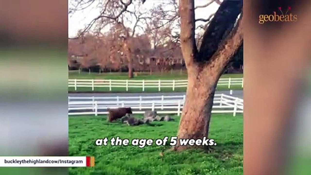 Orphaned cow and Craigslist goat best friends video Dailymotion