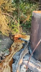 पुलिस एवं आबकारी विभाग द्वारा 2500 किलो महुआ लहान किया नष्ट