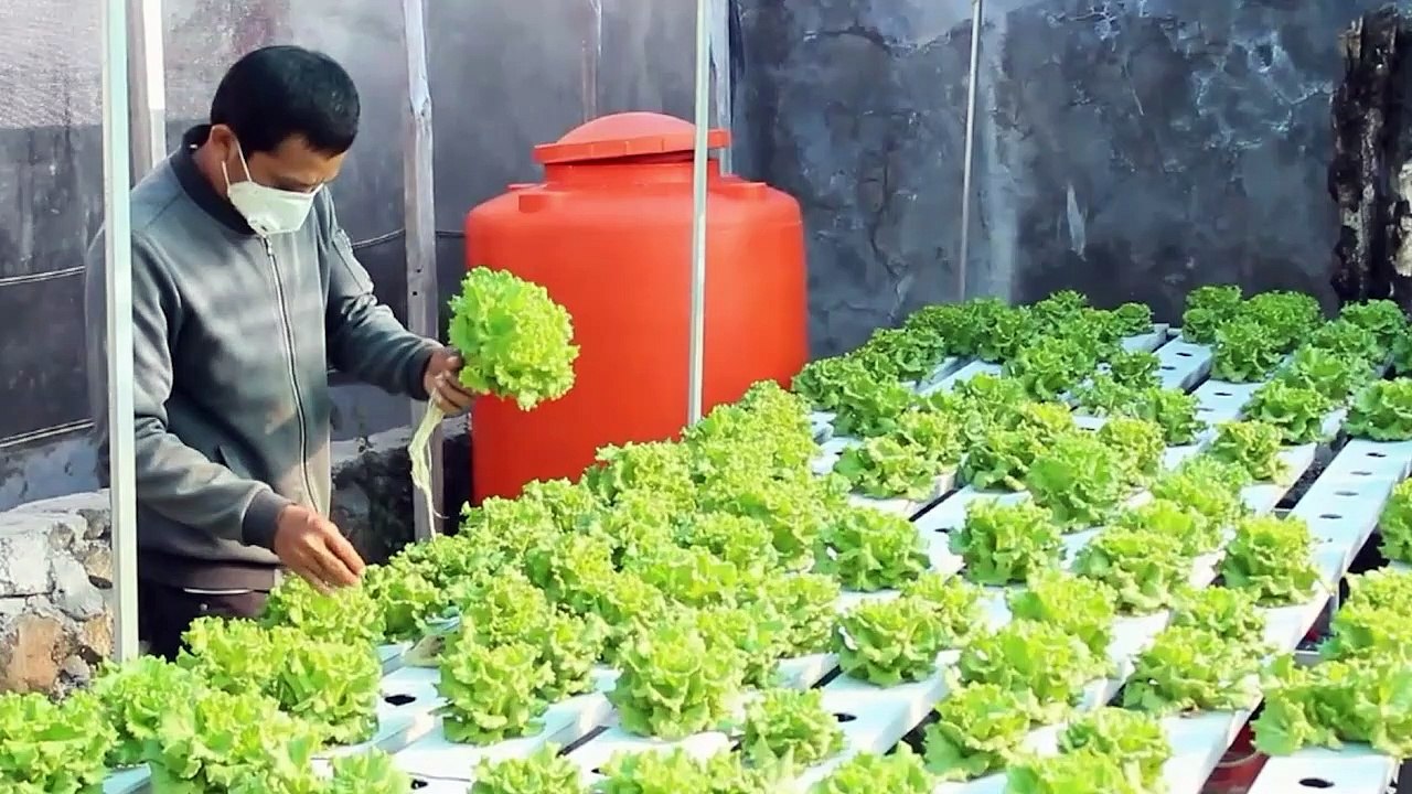 Tips Sukses Menanam Dengan Hidroponik