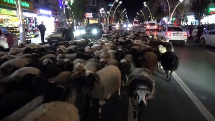 Trafik Durdu, Koyun Sürücü Geçti İlginç Görüntüler Oluştu