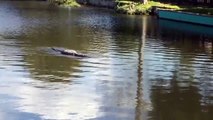 Stock Footage 2018 Massive Gator Swimming