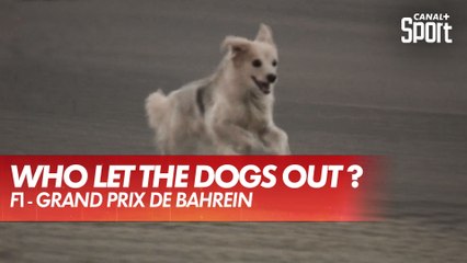 Un chien sur la piste en FP2 ! - GP de Bahreïn