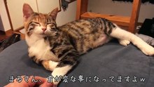 猫に手を枕にされて動けません＞＜【三毛猫のまる】