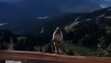 Gopher scream