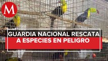 Decomisan 15 mil animales en dos casas de la alcaldía Iztapalapa