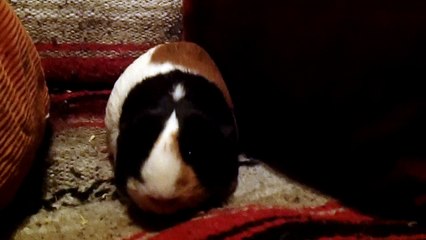 CAVIA PORCELLUS PARSLEY 102_2252