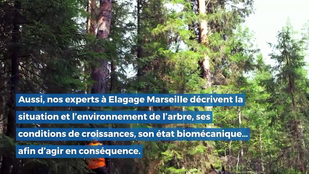 Diagnostic Arbre Marseille