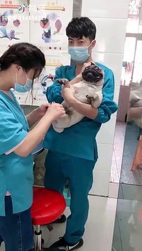 Ce chien pleure comme un bébé quand on lui coupe les griffes