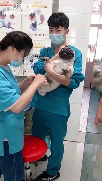 Ce chien pleure comme un bébé quand on lui coupe les griffes