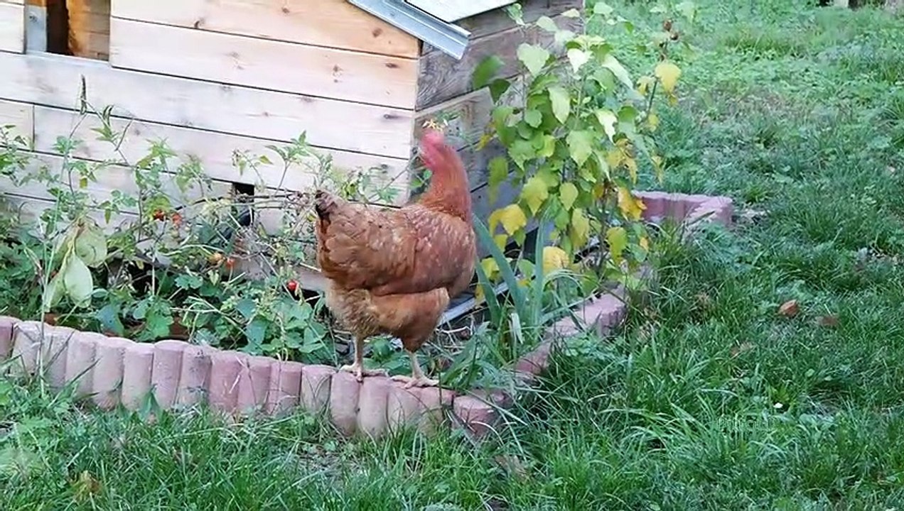 Poule
