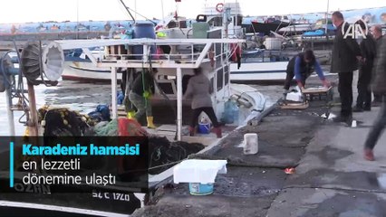 Karadeniz hamsisi en lezzetli dönemine ulaştı