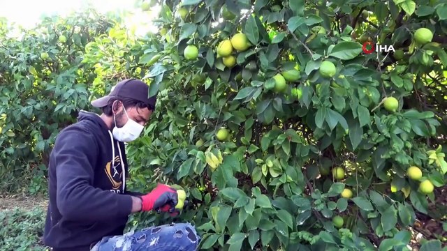 Tescilli Lamas Limonu Hasadı Bereket Duası ile Başladı