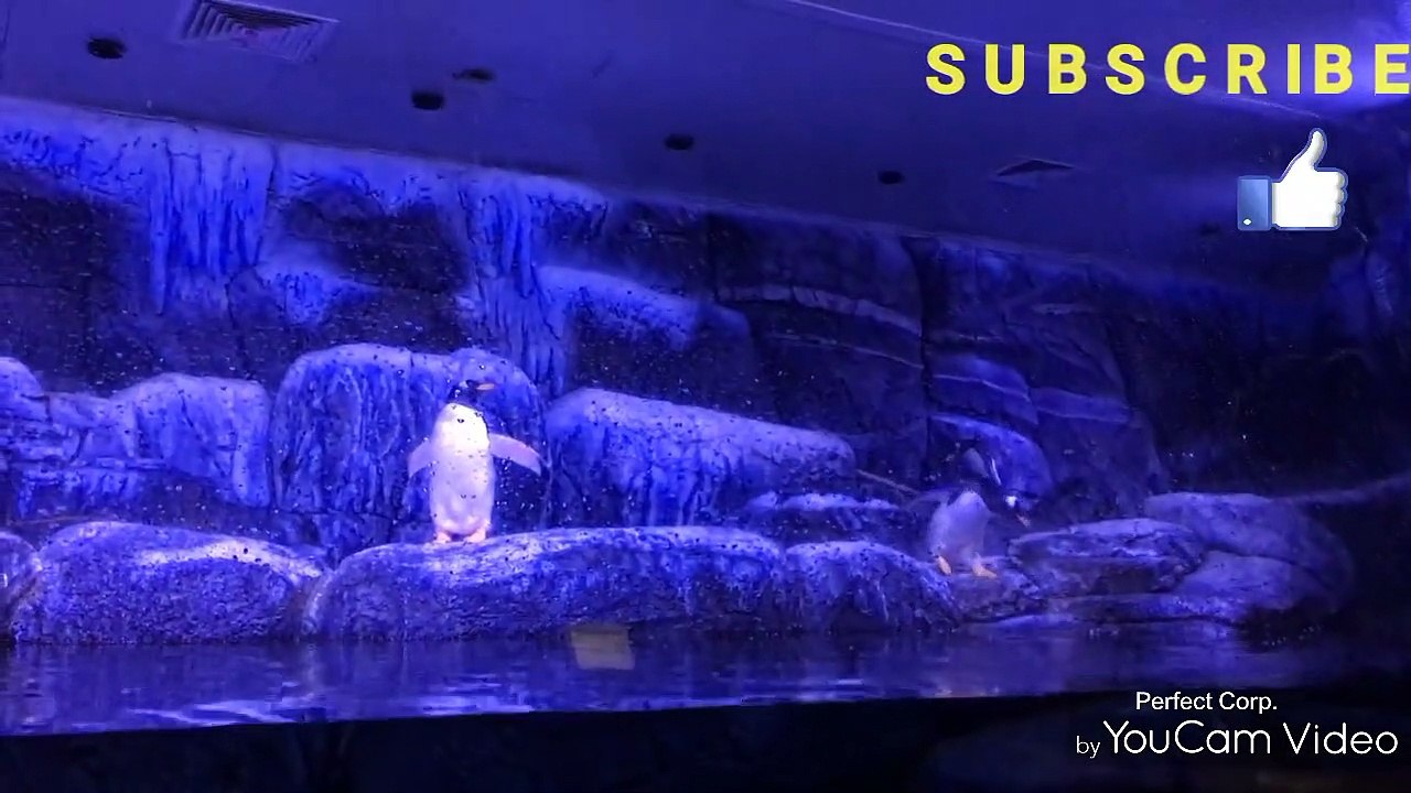 Istanbul Aquarium