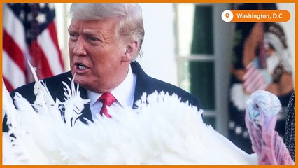 SLIDESHOW - Thanksgiving - Trump pardons the turkeys