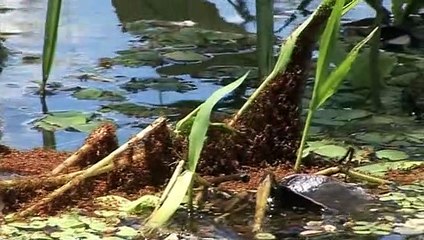 Deadly 60 S01E25 The Making of South America and Alaska