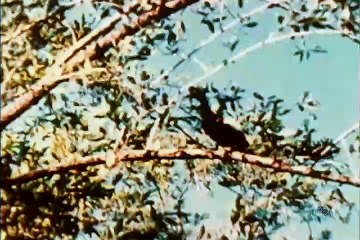 Swiss Family Robinson s1 e06 Cave Tiger