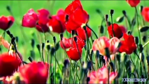 مقطع رائع جدا كيف نعرف النبي محمد صلى الله عليه وسلم من بين الرسل يوم القيامة