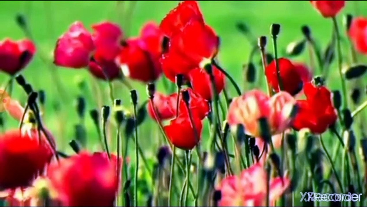 مقطع رائع جدا كيف نعرف  النبي محمد صلى الله عليه وسلم من بين الرسل يوم القيامة