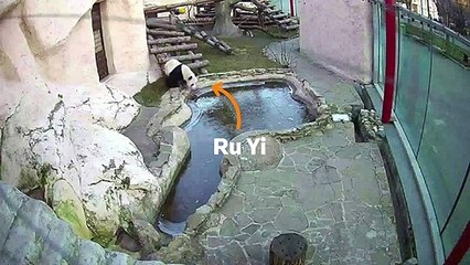 Quick Cut - Pandas at Moscow zoo investigate icy pond