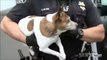 Ce policier laisse un détenu faire ses adieux à son chien avant de partir en prison