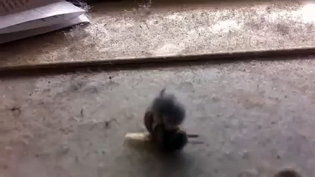 Cette abeille est en pleine séance de musculation