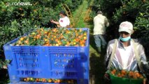 Cientos de temporeros marroquíes salvan la cosecha de mandarinas y clementinas de Córcega