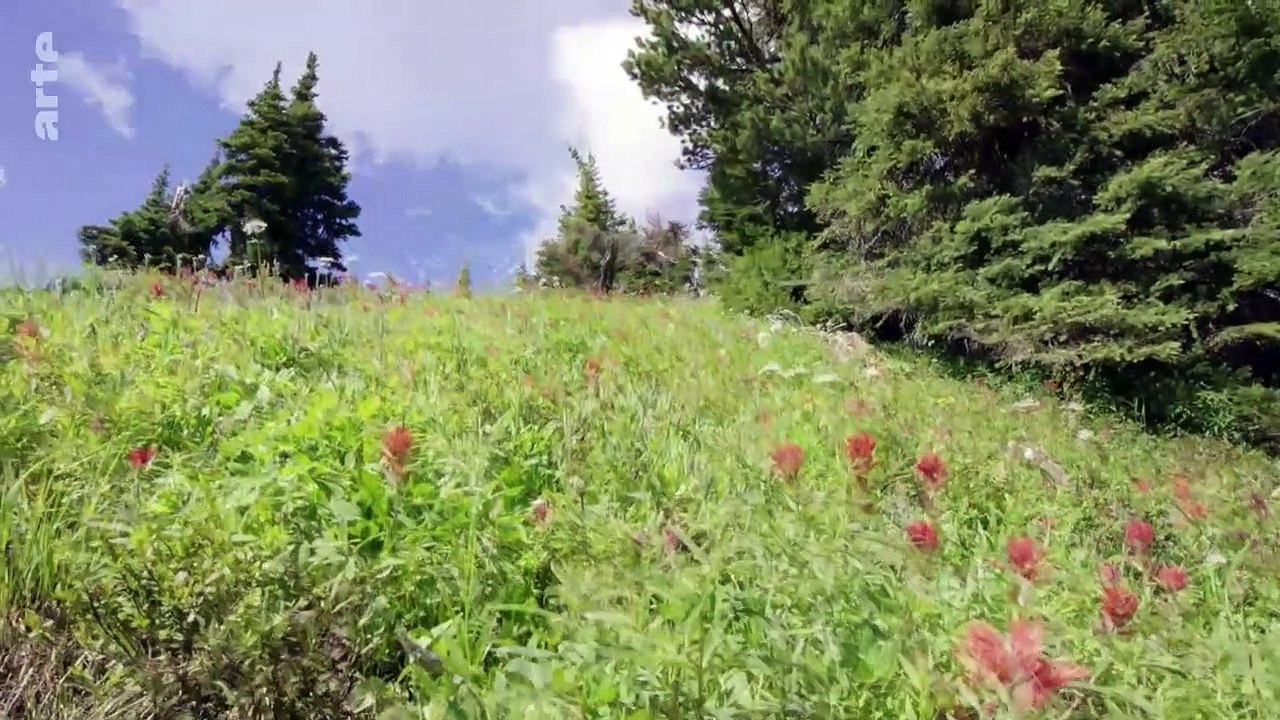 Une Année dans le Canada Sauvage - Été