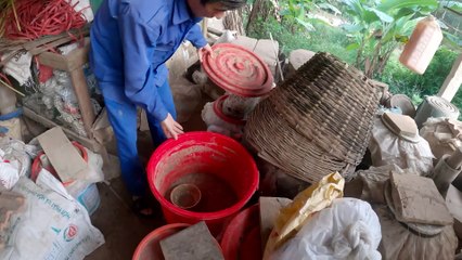 Vườn Cam Thảo Dược Siêu Sạch Hiếm Có