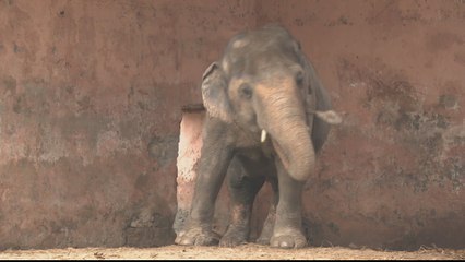 Pakistanis celebrate release of 'world's loneliest elephant'