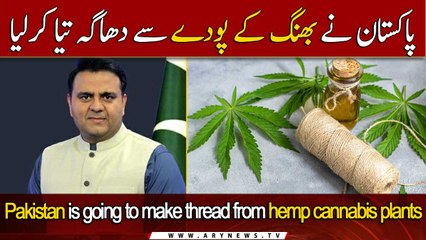 Pakistan is going to make thread from hemp cannabis plants