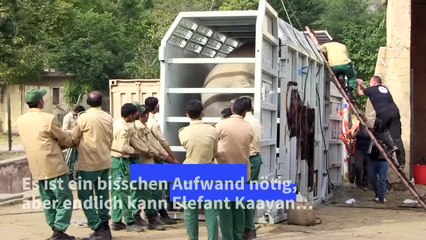 Vereinsamter Elefant zieht mit Chers Hilfe um