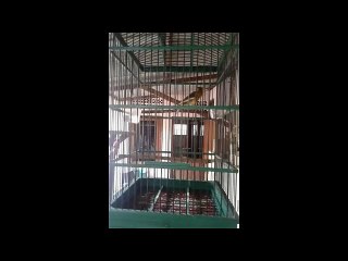 Kenari Gacor [a very loud canary chirp]