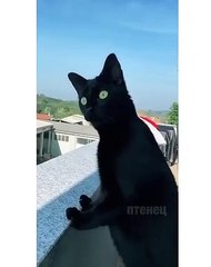 The cat was stunned | comedy | funny animals