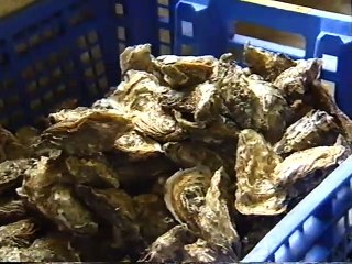 Rivière d'Auray Pierre B.