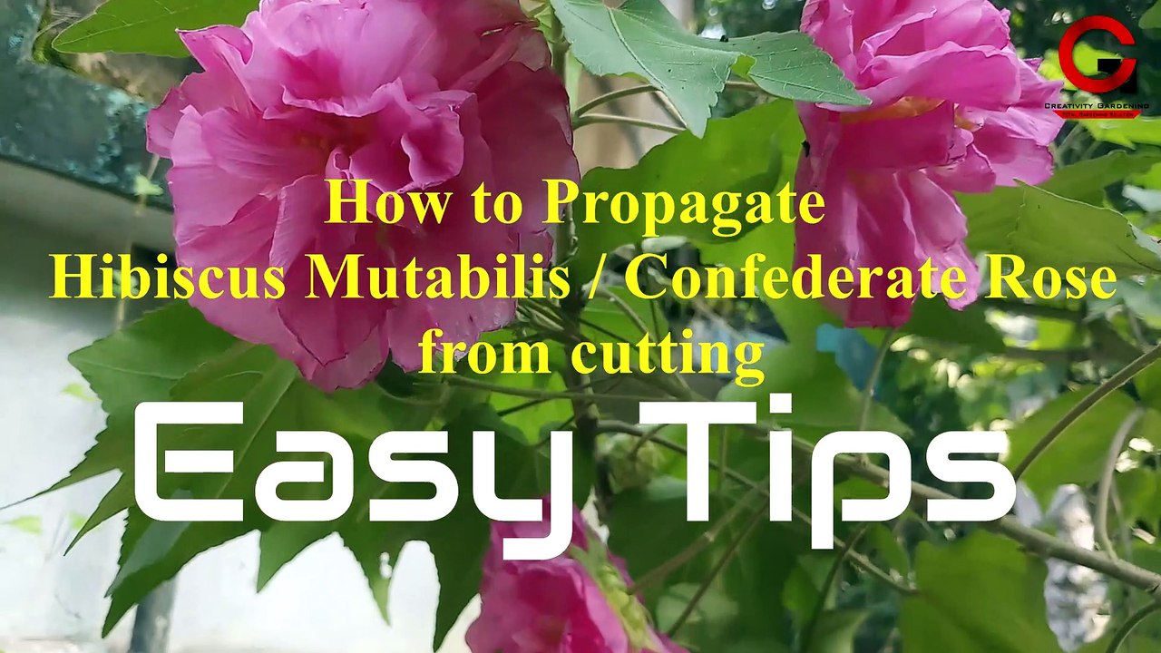 How to propagate Confederate Rose from cutting (Hibiscus Mutabilis
