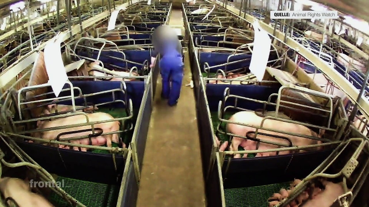 Massentierhaltung!  Muss Schweinehaltung noch so sein?