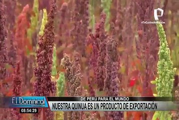 Quinua: producto de exportación del Perú para el mundo