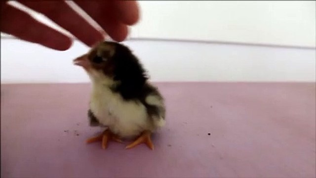 Ce poussin adorable prend cet homme pour sa maman