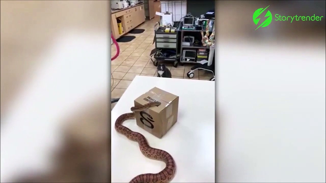 Ce chat découvre qu'un serpent énorme l'observe, sa réaction est mythique
