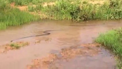 Il se retrouve avec 3 cobras géants qui nagent à 10m de lui