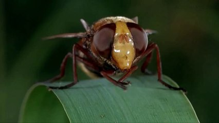 Butthole Surfers - Something // Sub. Español