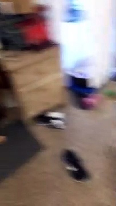 guilty dog hides face in shame shameful dog apologizes for almost biting owner -