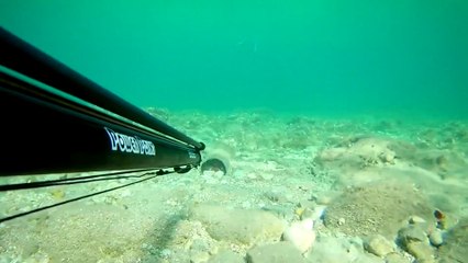 Spearfishing Octopus / Zıpkınla Ahtapot Avı
