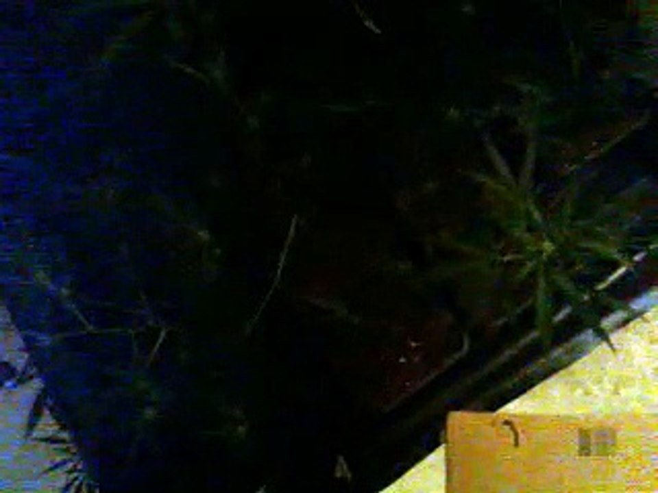 Video0001