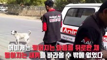 죽어가는 새끼를 살리기 위해 울부짖은 어미개의 모성애