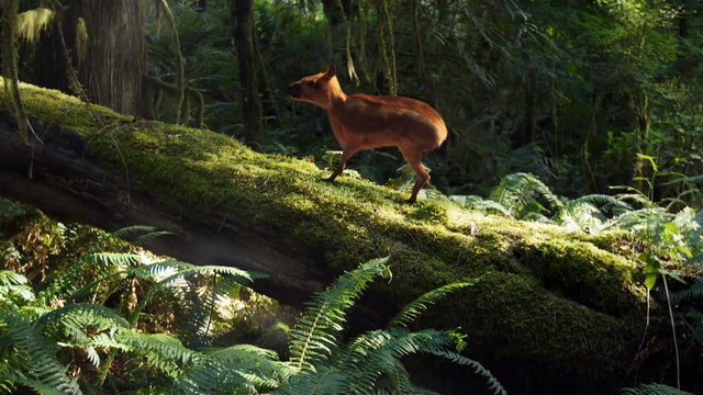 Equus - Story of the Horse. Part (1) - Origins