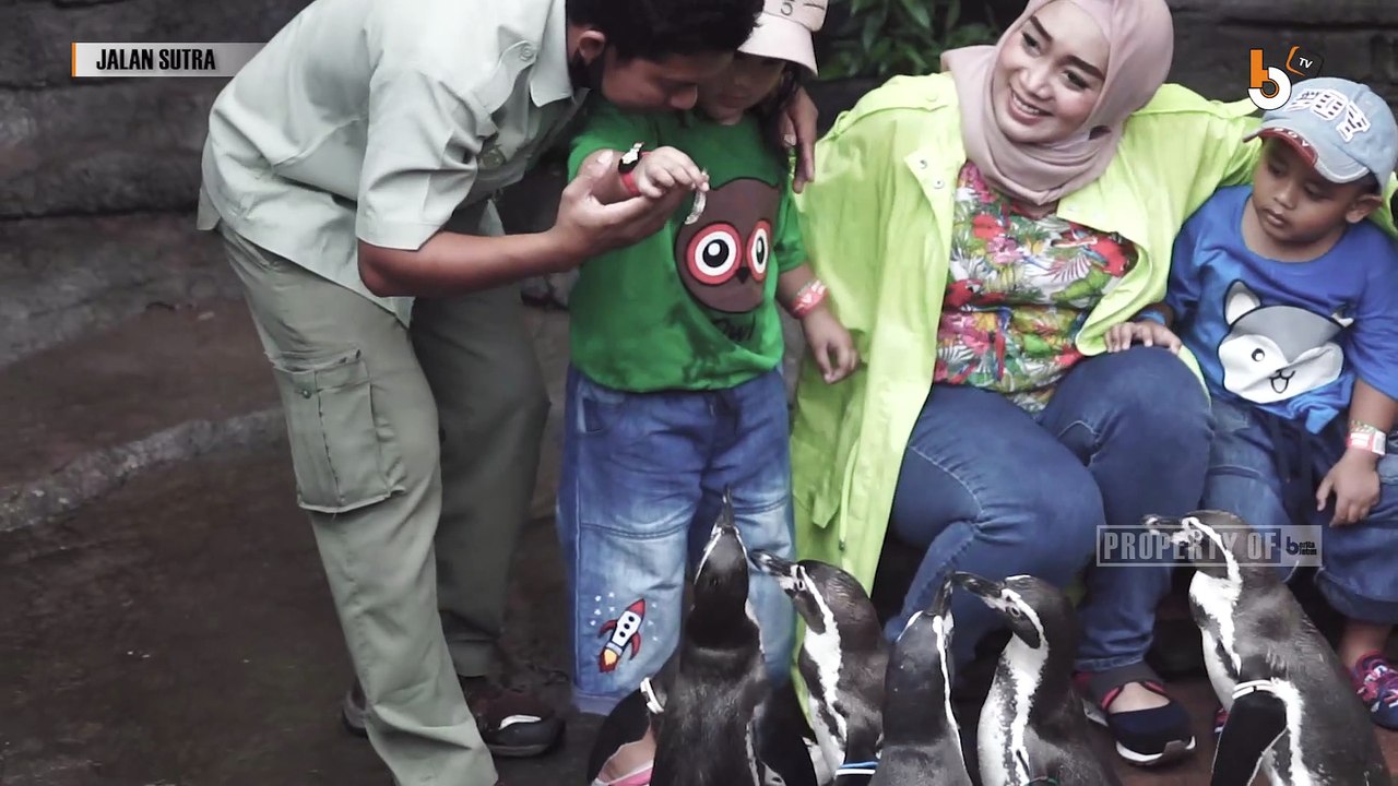 JALAN SUTRA - MAIN SAMA PINGUIN SERU LOH, KALIAN SUDAH PERNAH