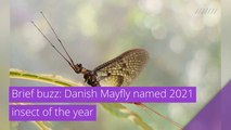 Brief buzz: Danish Mayfly named 2021 insect of the year, and other top stories in strange news from November 30, 2020.