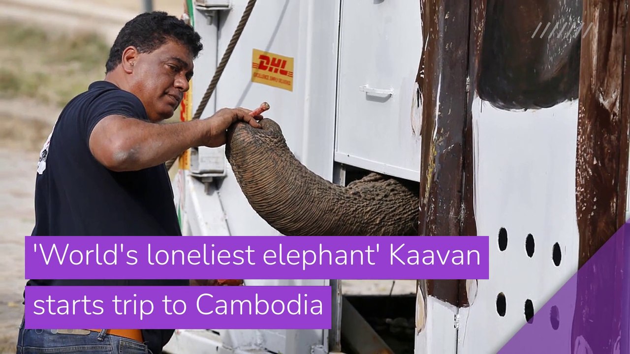 'World's loneliest elephant' Kaavan starts trip to Cambodia, and other top stories in entertainment from November 30, 2020.